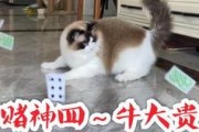 娱乐吃猫瓜